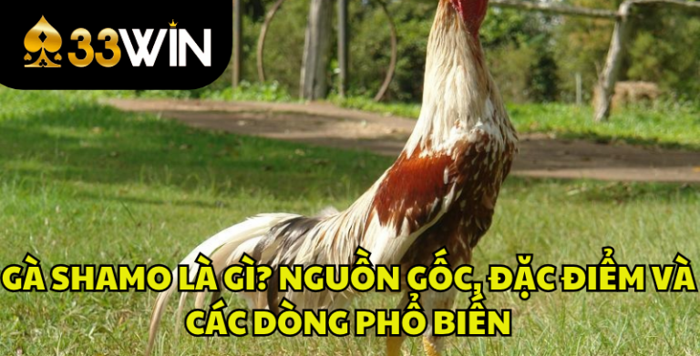 Gà Shamo Là Gì? Nguồn Gốc, Đặc Điểm Và Các Dòng Phổ Biến | 33WIN