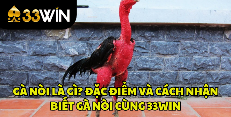 Gà Nòi Là Gì? Đặc Điểm Và Cách Nhận Biết Gà Nòi | 33WIN