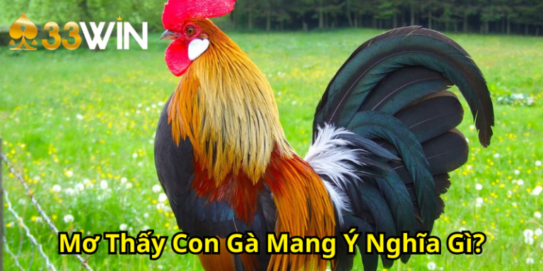 Mơ Thấy Con Gà Mang Ý Nghĩa Gì? Luận Giải Các Trường Hợp Thường Gặp | 33WIN