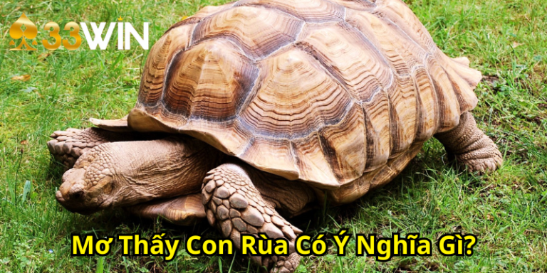 Mơ Thấy Con Rùa Có Ý Nghĩa Gì? Giải Mã Điềm Báo Và Bộ Số Dân Gian | 33WIN