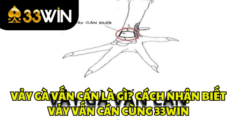 Vảy Gà Vấn Cán Là Gì? Cách Xem Vảy Vấn Cán Chuẩn | 33WIN